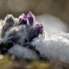 Koniklec velkokvety - Pulsatilla grandis 7262